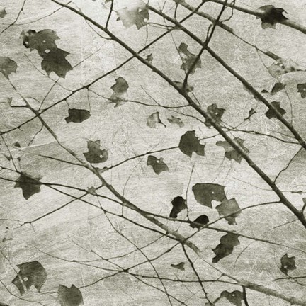 Framed Laced Sky II Print