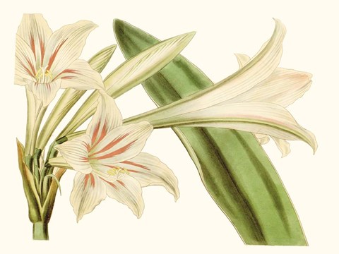 Framed Antique Amaryllis VI Print