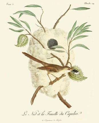 Framed Vintage French Birds VII Print