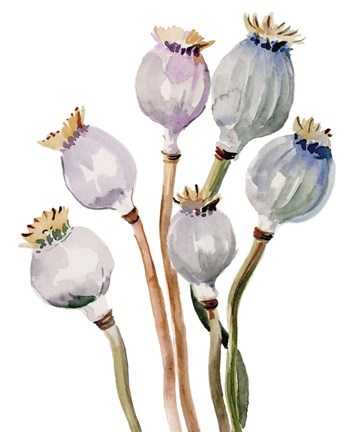 Framed Watercolor Poppy Pods I Print