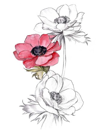 Framed Anemone by Number II Print
