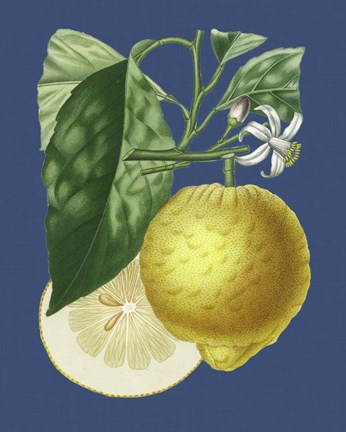 Framed French Lemon on Navy I Print