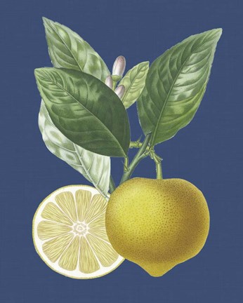 Framed French Lemon on Navy II Print