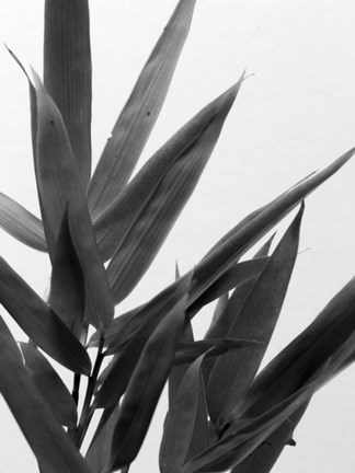 Framed B&amp;W Bamboo V Print