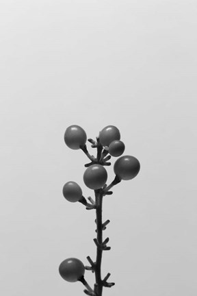 Framed Liriope II Print