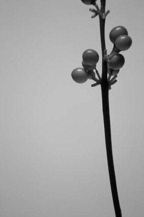 Framed Liriope III Print