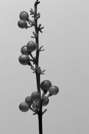 Framed Liriope IV Print