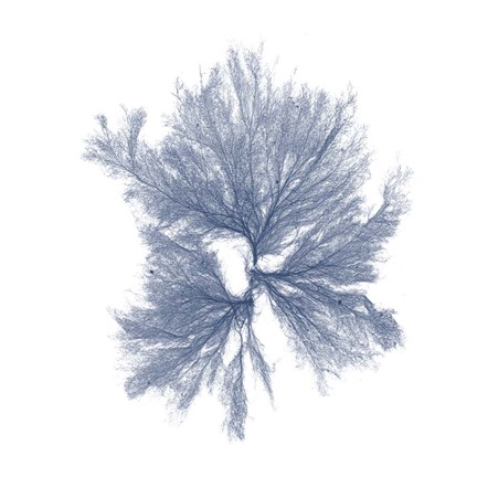 Framed Navy Seaweed III Print