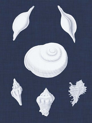 Framed Coquillages Blancs IV Print