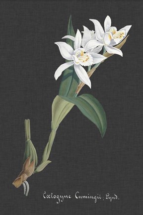 Framed Orchid on Slate III Print