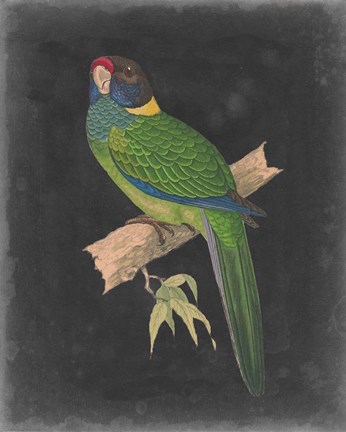 Framed Dramatic Parrots II Print