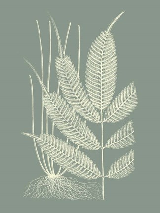 Framed Ferns on Sage II Print
