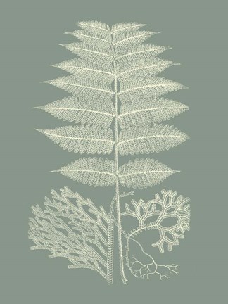 Framed Ferns on Sage V Print