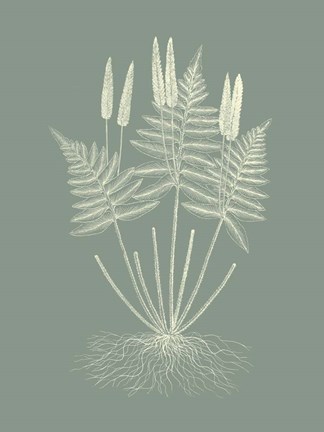 Framed Ferns on Sage VII Print