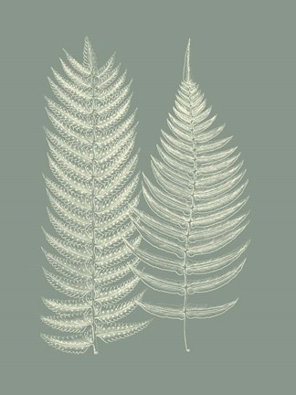 Framed Ferns on Sage IX Print