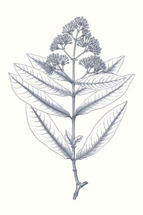 Framed Indigo Botany Study I Print