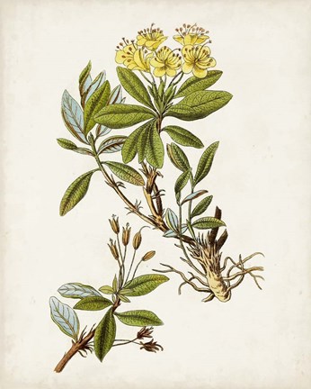 Framed Antique Botanical Study IV Print