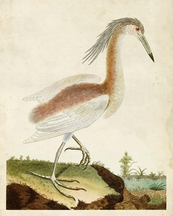 Framed Heron Portrait III Print