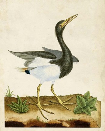 Framed Heron Portrait V Print