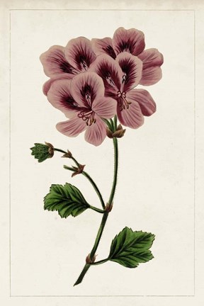 Framed Mauve Botanicals III Print