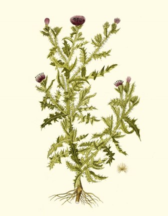 Framed Olive Greenery II Print