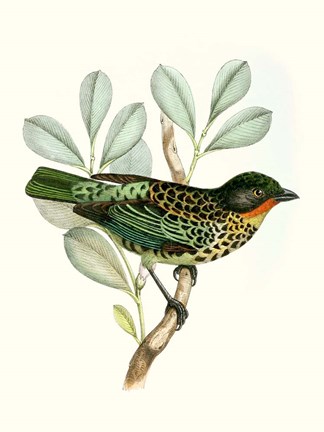 Framed On Perch I Print