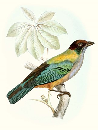 Framed On Perch III Print