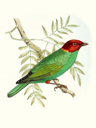 Framed On Perch V Print