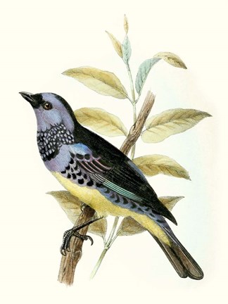 Framed On Perch VIII Print