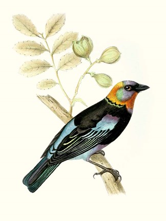 Framed On Perch IX Print