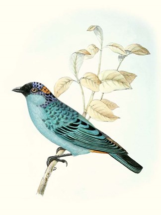 Framed On Perch XII Print