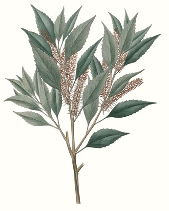 Framed Fall Foliage VIII Print