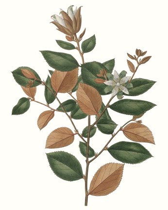 Framed Fall Foliage IX Print