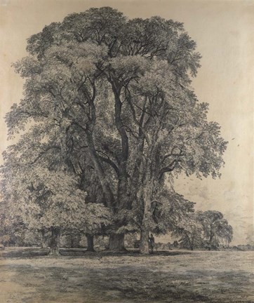 Framed Elm trees in Old Hall Park Print