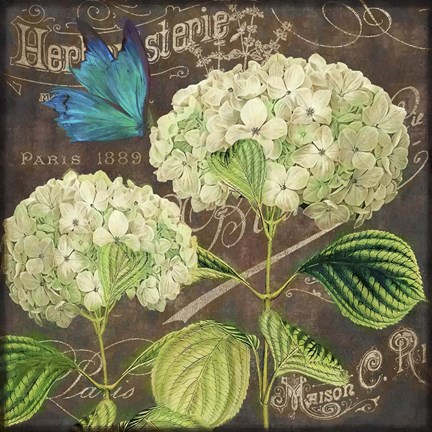 Framed White Hydrangea Print