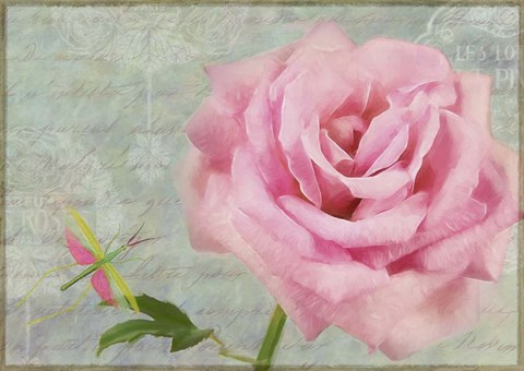 Framed Pink Rose With Grasshopper I Print