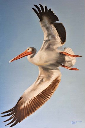 Framed White Pelican Print