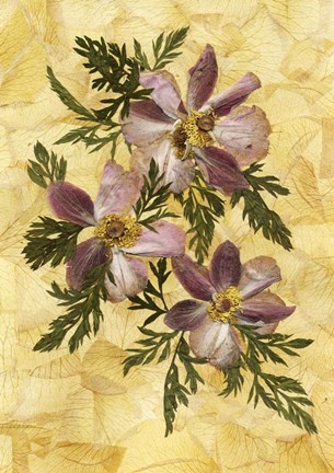 Framed Anemones Print