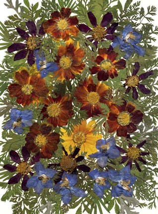 Framed Dried Flowers 1 Print