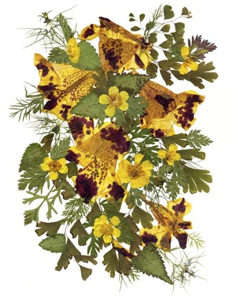 Framed Flower Fantasy 13 Print