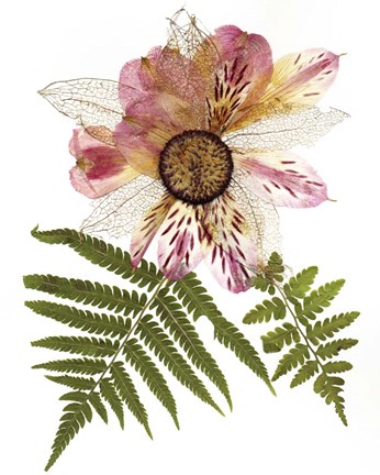 Framed Flower Fantasy 22 Print