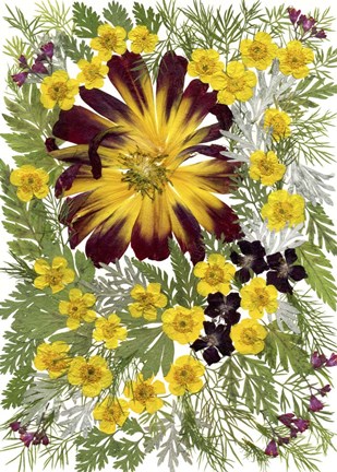 Framed Dried Flowers 7 Print