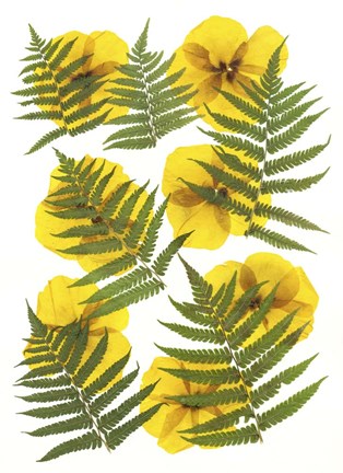 Framed Dried Flowers 11 Print