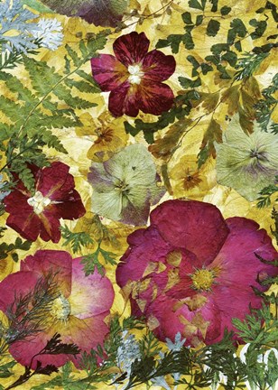 Framed Dried Flowers 28 Print