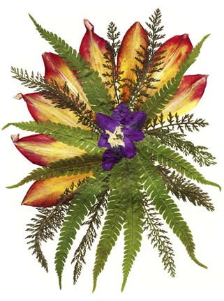 Framed Dried Flowers 39 Print