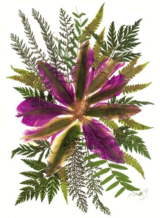 Framed Dried Flowers 40 Print