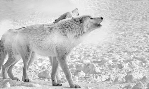 Framed On Frozen Grounds Print