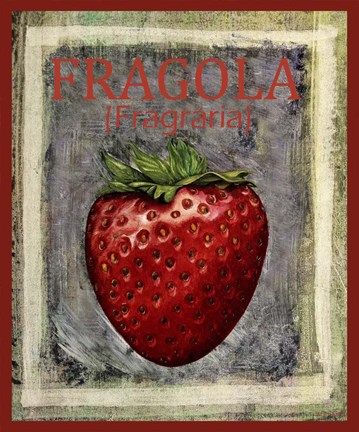 Framed Fragola Fragraria Print