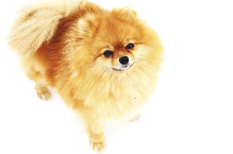 Framed I am Here Print