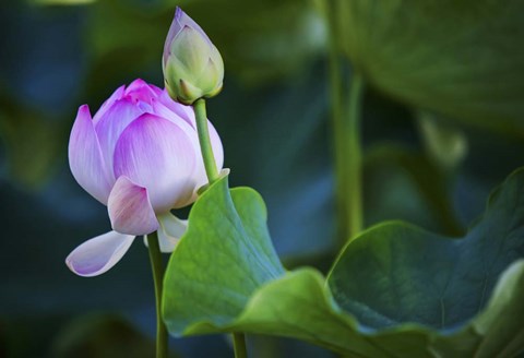 Framed Graceful Lotus Print